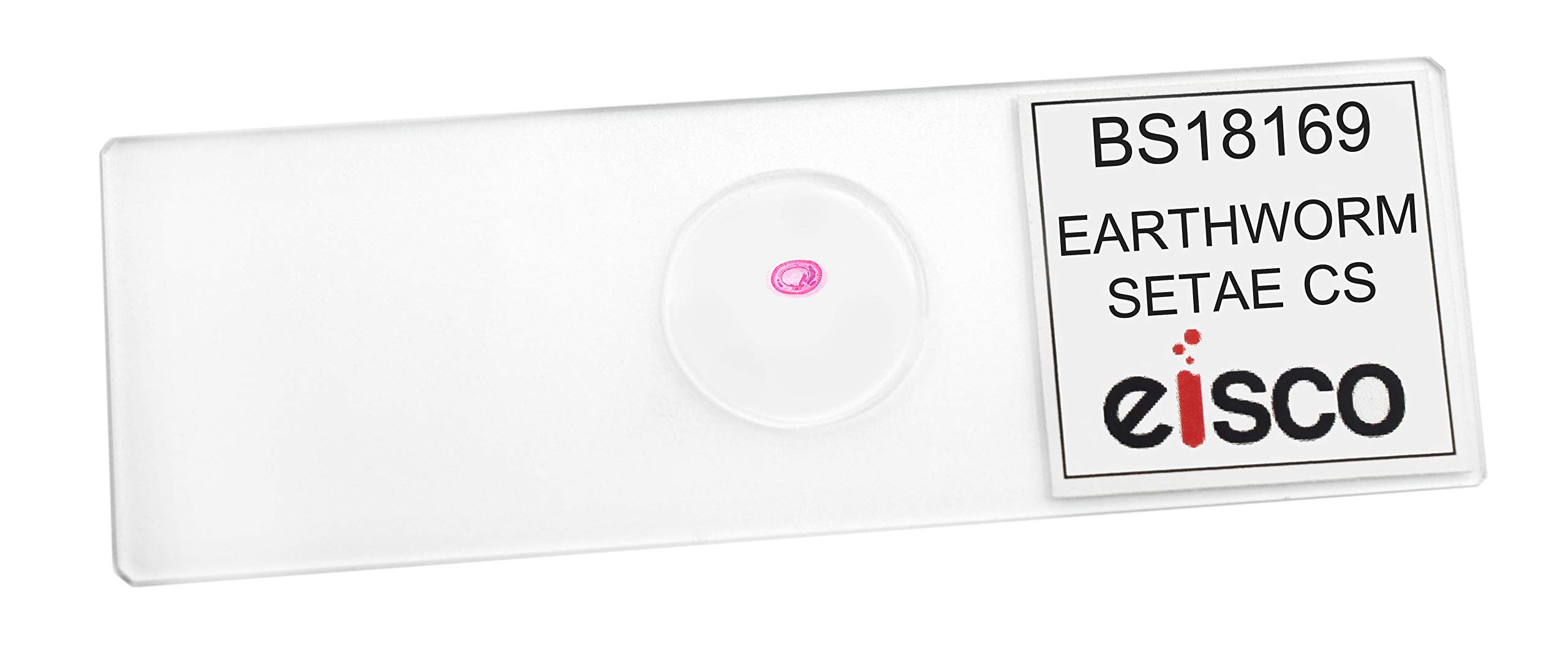 EISCO 10PK Earthworm Setae, Cross Section - Prepared Microscope Slides - Classroom Pack, 10 Slides in Storage Case - Biology & Microscopy