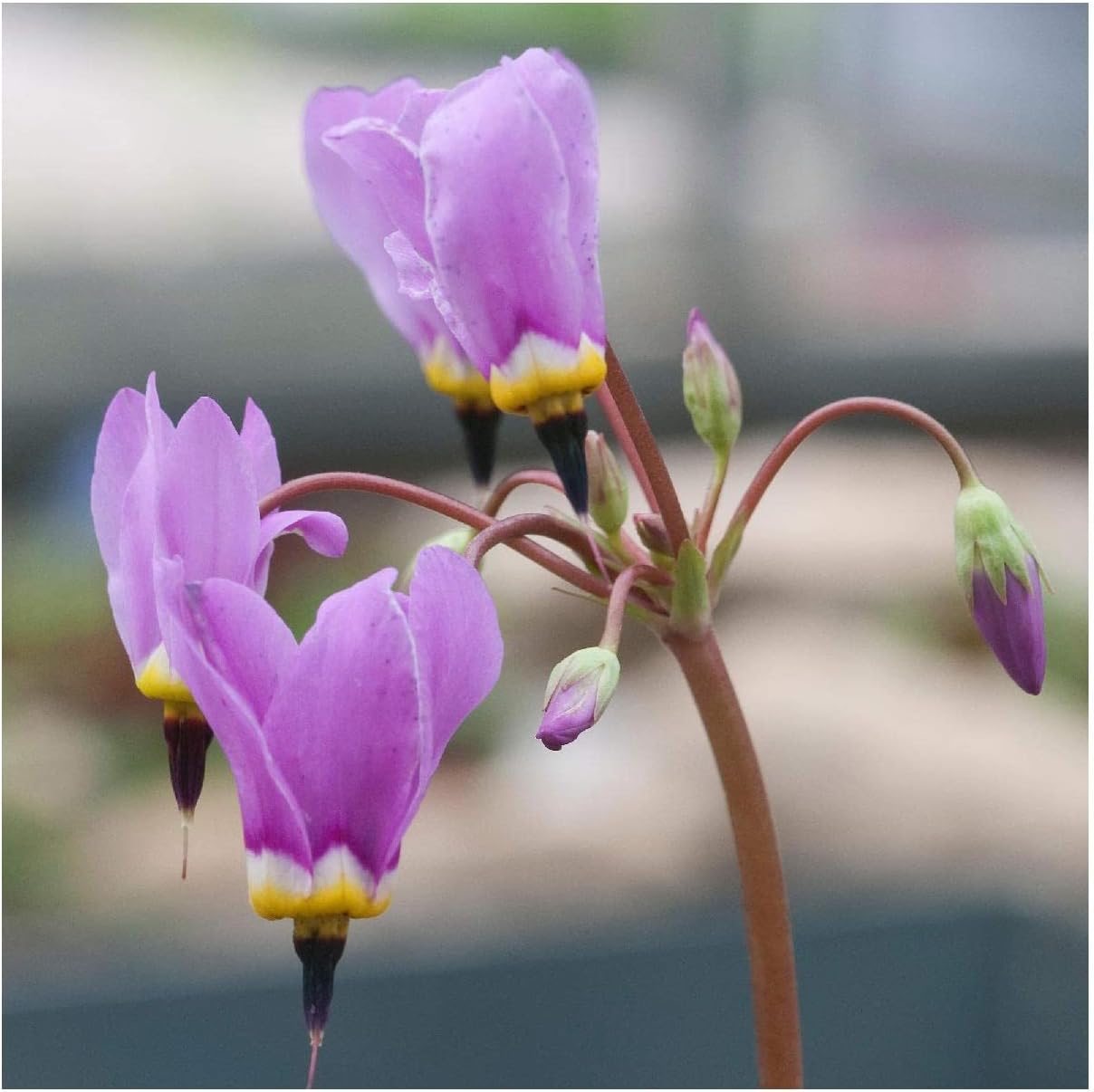 Everwilde Farms - 1 Oz Midland Shooting Star Native Wildflower Seeds - Gold Vault