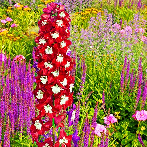 Seeds 50pcs/bag mixed color Larkspur semi rocket larkspur consolidate system Ajacis Delphinium home garden 2 : Seeds Only
