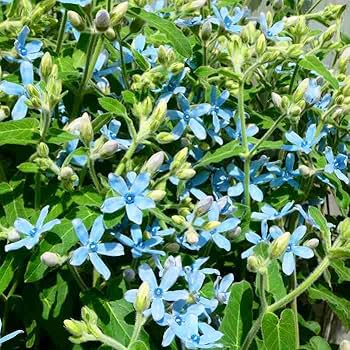 ★blue-flower★ 924pd.jpg