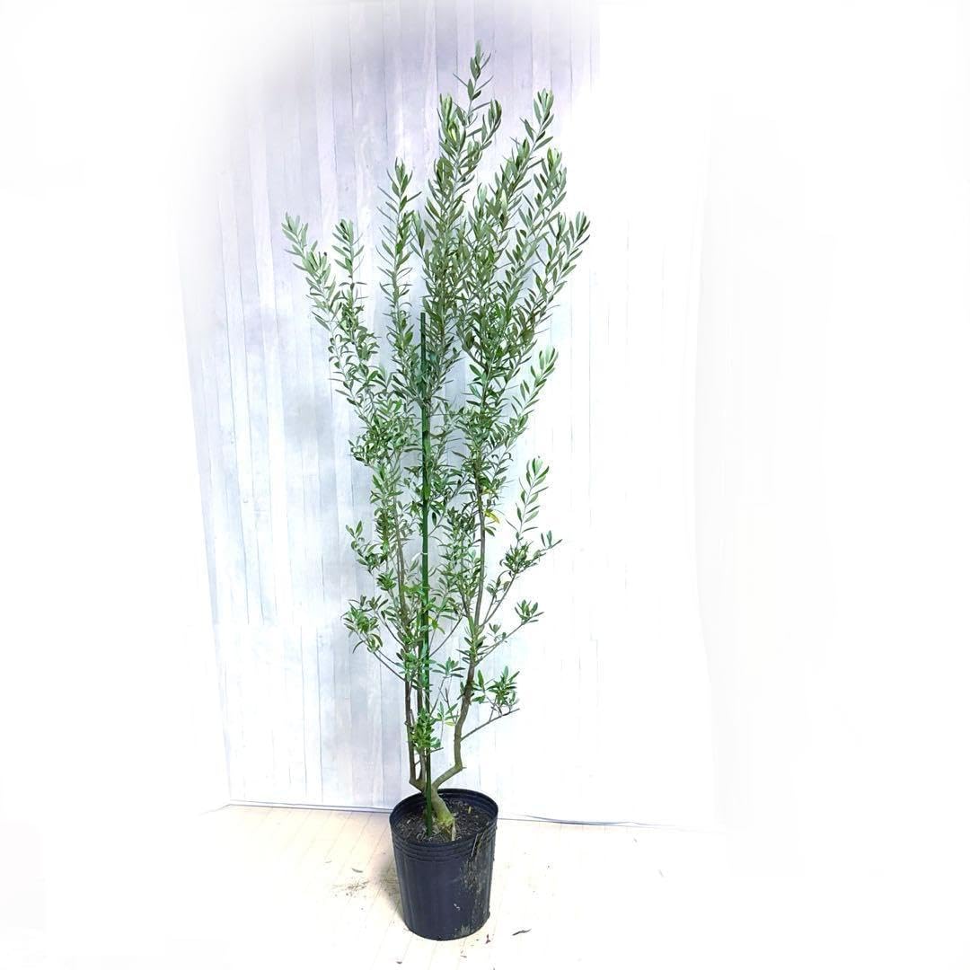 オリーブの木,た植物/観葉植物 現品限り 特選庭木・植木：オリーブ（シプレッシーノ）*樹高150cm シプレッシーノ超特大❗️全長約450㎝幹極太♪ 常緑樹