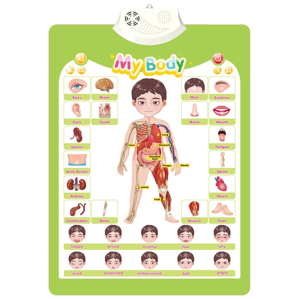 Gmbylby Body 15 Kids Interactive Educational Wall Chart Talking Toy For Toddler Early Learning Water And Safe Use