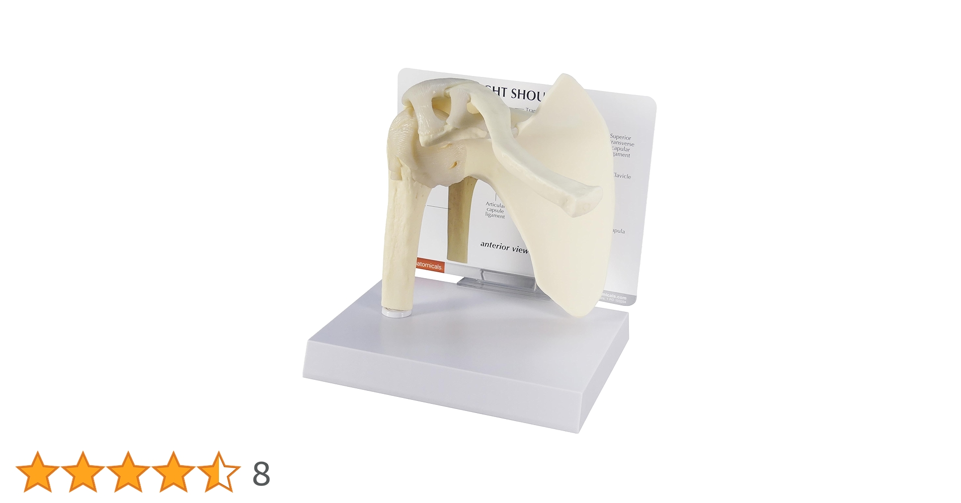 Amazon.co.jp: GPI Anatomicals - 基本的な肩モデル、人体解剖学と