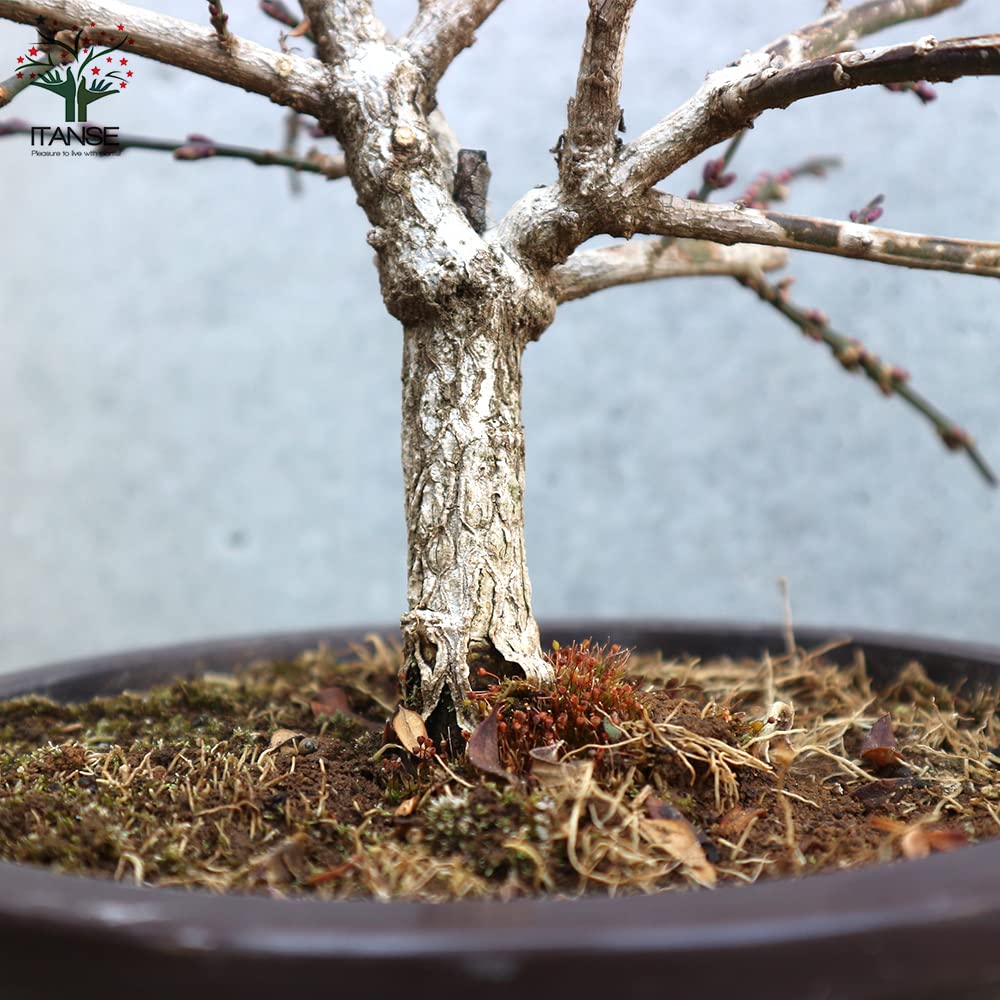 盆栽　黄梅　上下50cm 盆栽 黄梅 上下50cm