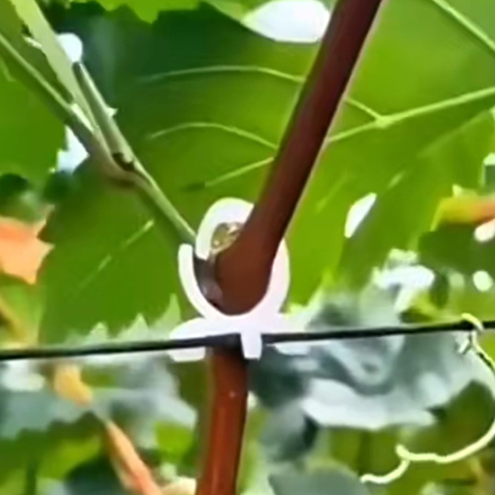 Pflanzenclips für Trauben, Tomaten, Ranken, Gemüse, Pflanzen, Gartenclips, aufrechte Blumen, Befestigungswerkzeug, 500/1000 Stück