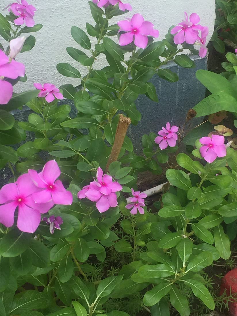 See full amazon price history chart for PlantaZee Sadabahar/Shavam Nari/Sadafuli/Nayanthara/Periwinkle/Vinca/Catharanthus Roseus Beautiful And Decorative Flower Indoor/Outdoor Plant One Live Healthy Plant PlantaZee Sadabahar/Shavam Nari/Sadafuli/Nayanthara/Periwinkle/Vinca/Catharanthus Roseus Beautiful And Decorative Flower Indoor/Outdoor Plant One Live Healthy Plant (B09SWV66X9) Amazon Price History, Amazon Price Tracker