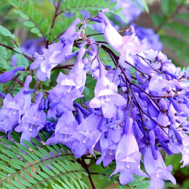 矮性ジャカランダ カロバ 青紫花 耐暑性抜群 耐寒性有り 新芽展開中 Amazon.co.jp: 矮性ジャカランダ 【ブルーブロッサムビューイング