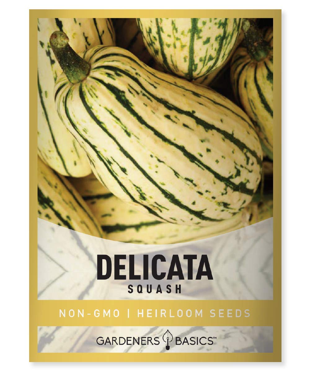 Gardeners Basics, Delicata Squash Seeds for Planting - Winter Squash Heirloom, Non-GMO Vegetable Squash Variety- 3 Grams Seeds Great for Summer Garden