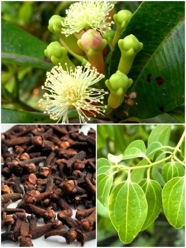 Live Plant Gardens Rare Clove Syzygium Aromaticum Seedling Plant (Syzygium Aromaticum) (1 Healthy Live Spice Plant) STAR PLANT (B0CTGFYYH8) Amazon Price History, Amazon Price Tracker