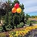 Balloon Bobber - Weatherproof Reusable Balloon Triple Cluster Pole Kit - Helium Free Plastic Outdoor Balloons