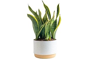 Costa Farms Snake Plant with Indoor White-Natural Decor Planter and Yellow Pot