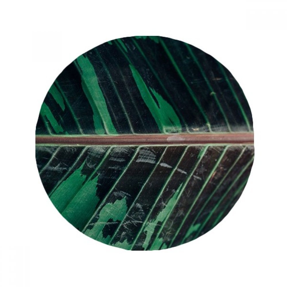 Alfombra de baño antideslizante con diseño de hoja verde para salones confortables