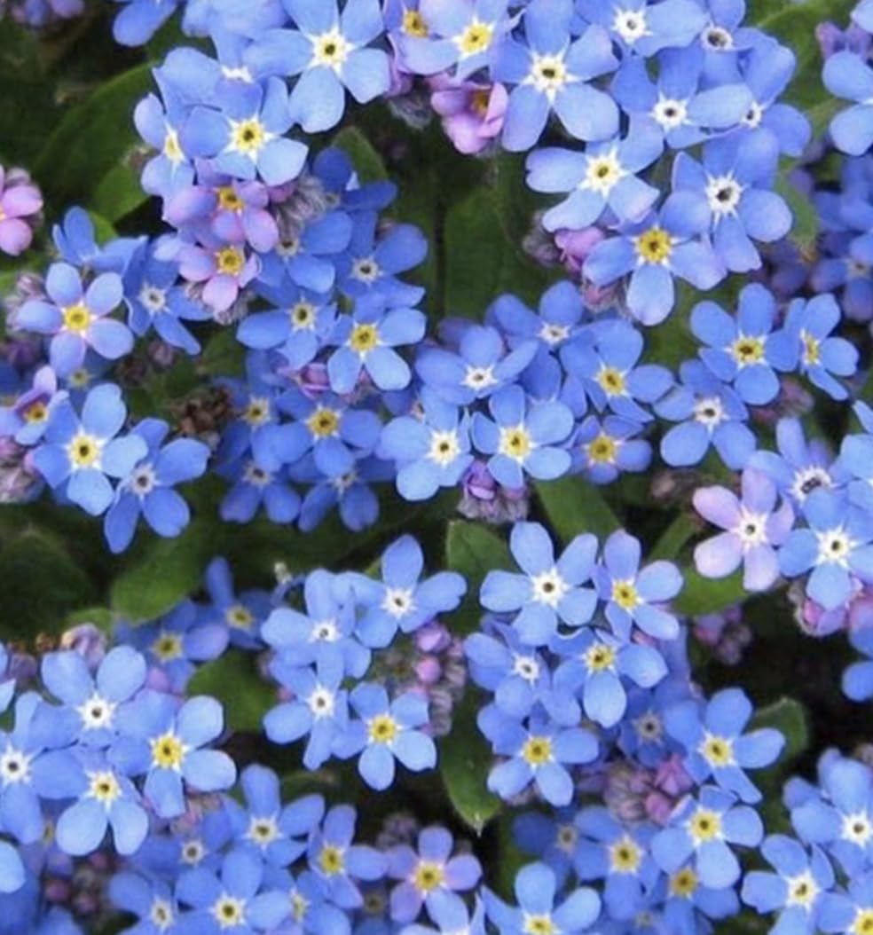 6 x Forget me not Plug Plants | 3cm Plugs | Cottage Garden Plants