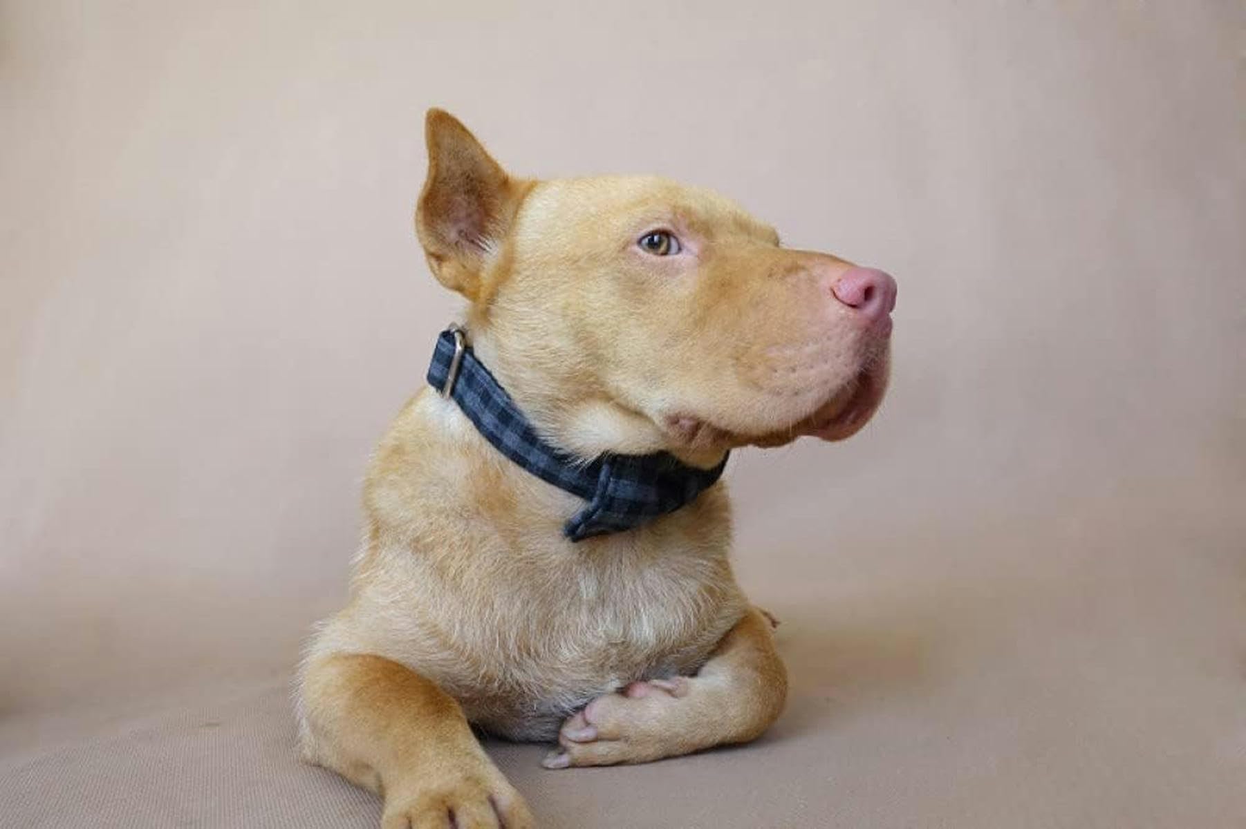 Collier pour Chien Amical Collier Flexible pour Animaux de Compagnie Pratique pour Promener Le Chien 5 Tailles Collier pour Chien-Collier pour Chien Nœud Papillon-S