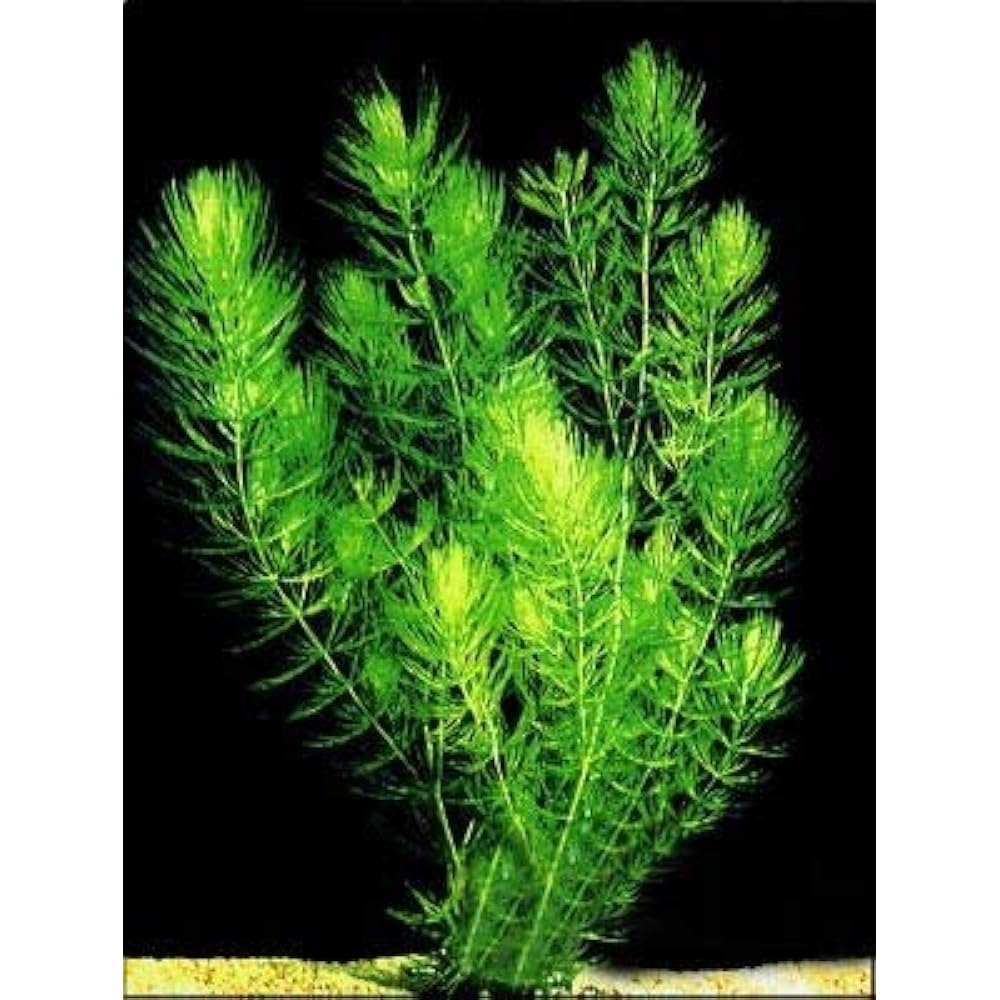 Hydrilla plant,plant for hydrilla (Pack of 7) (B0CV4BW3W7) Amazon Price History, Amazon Price Tracker