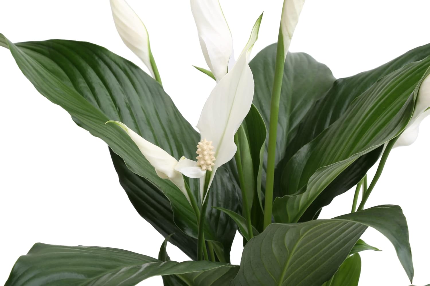 Costa Farms Spathiphyllum, Peace Lily Live Indoor Plant, in Premium Scheurich Ceramic Planter 15-Inches Tall, Great Gift : Patio, Lawn & Garden
