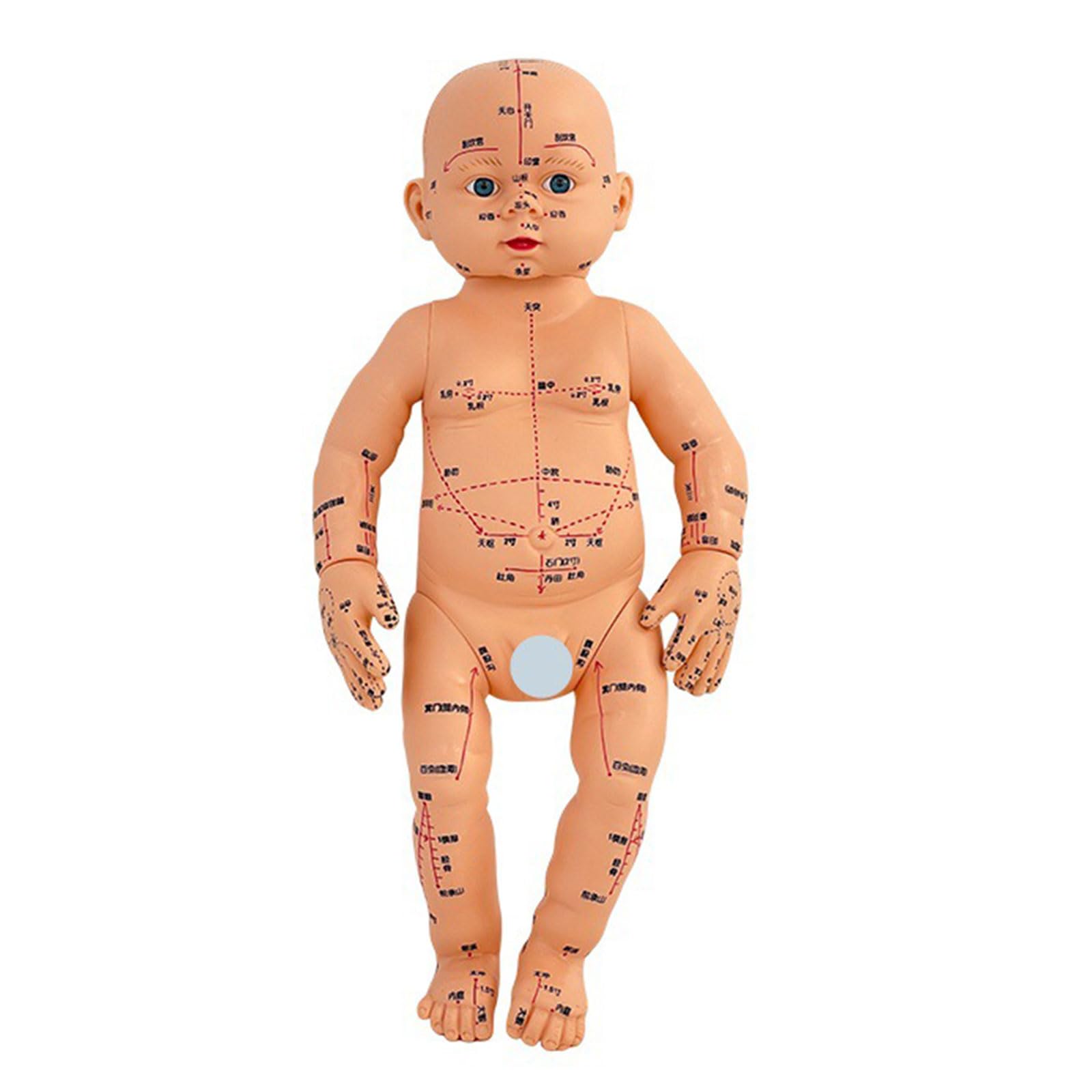 【Special Price】 赤子解剖オブジェ Amazon.co.jp: リアルな赤ちゃんの解剖学モデル 幼児マッサージ