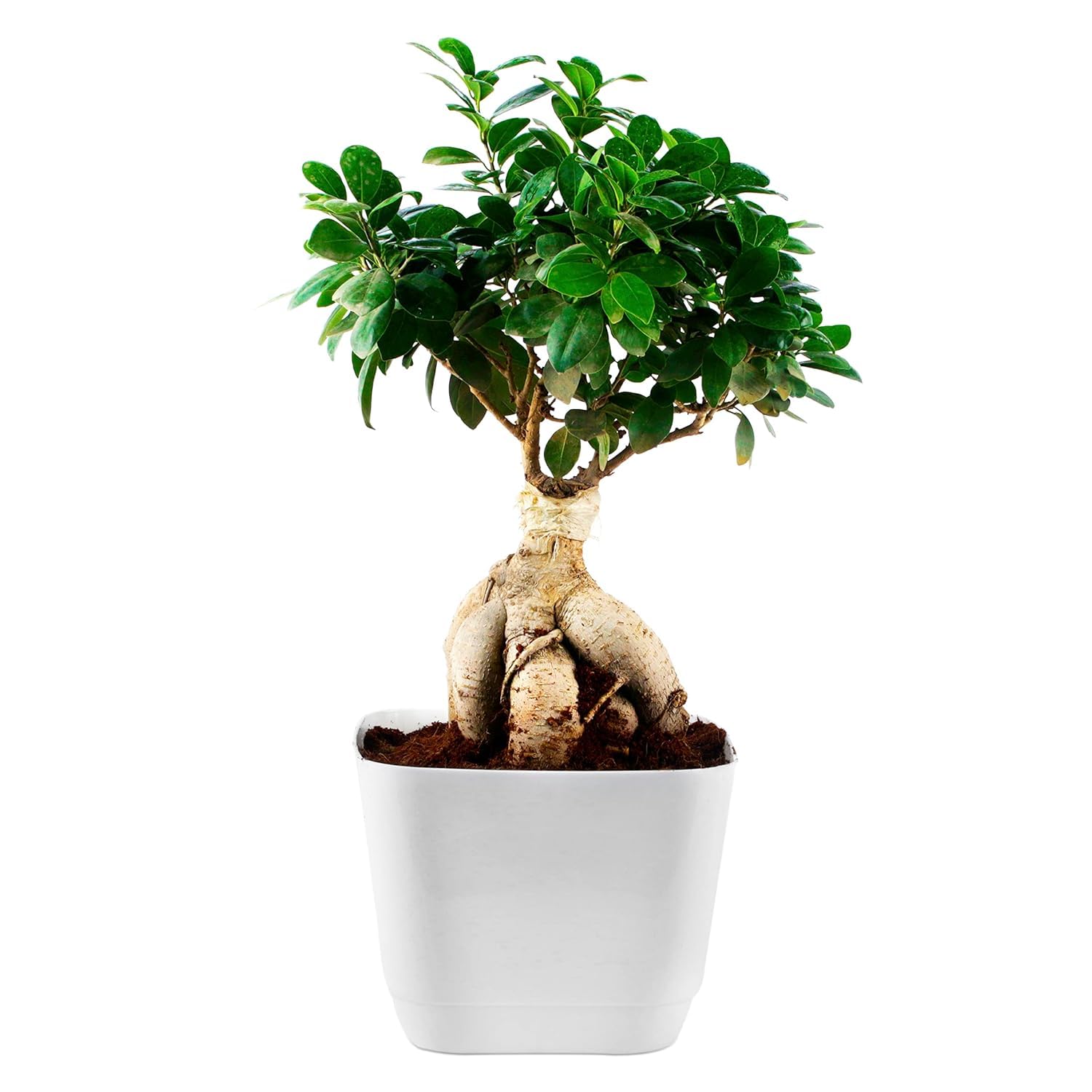 JESAA GREENS Decorative Airpurifying Foliage Ficus Bonsai Tree | Ficus microcarpa Bonsai | Live Indoor Plant With White Plastic Pot For Living Room, Table Corner, Balcony, Office | Set of 1 (B09N6W1CKS) Amazon Price History, Amazon Price Tracker