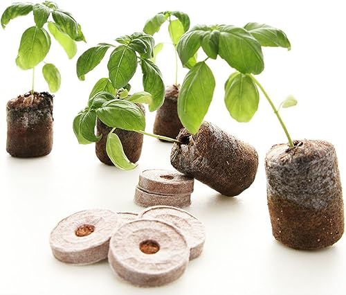 Miniatura 2 de Sustainable Seed 10 variedades, 2,700 + semillas nativas, colección de semillas de hierbas culinarias – 100% sin OMG, albahaca, cilantro, eneldo,
