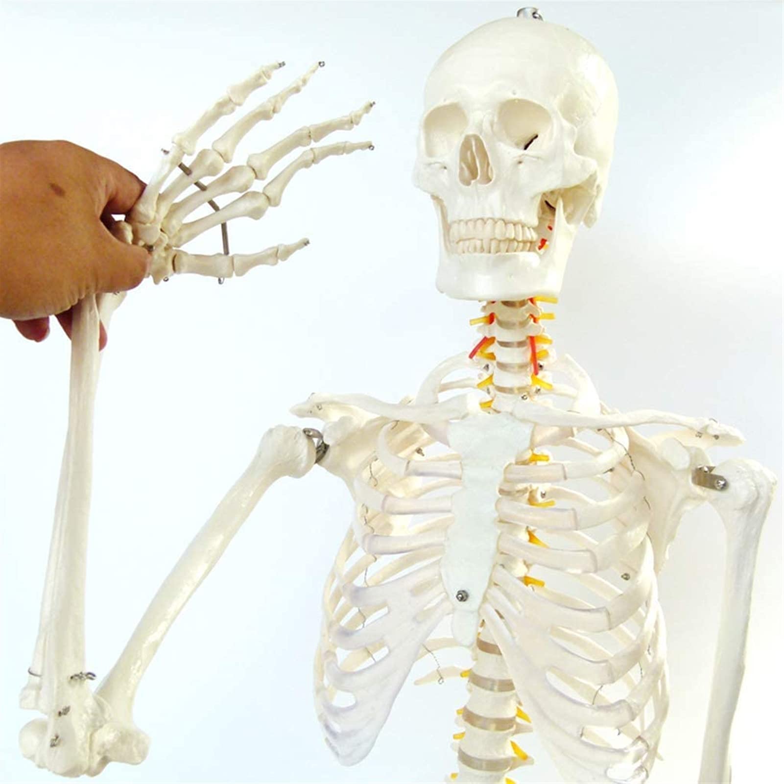 Buy Human Skeleton Model 170Cm Human Skeleton Anatomical Model