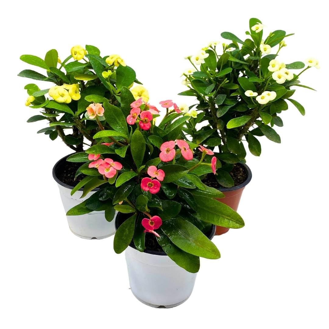 BubbleBlooms Crown of Thorns Set of 3