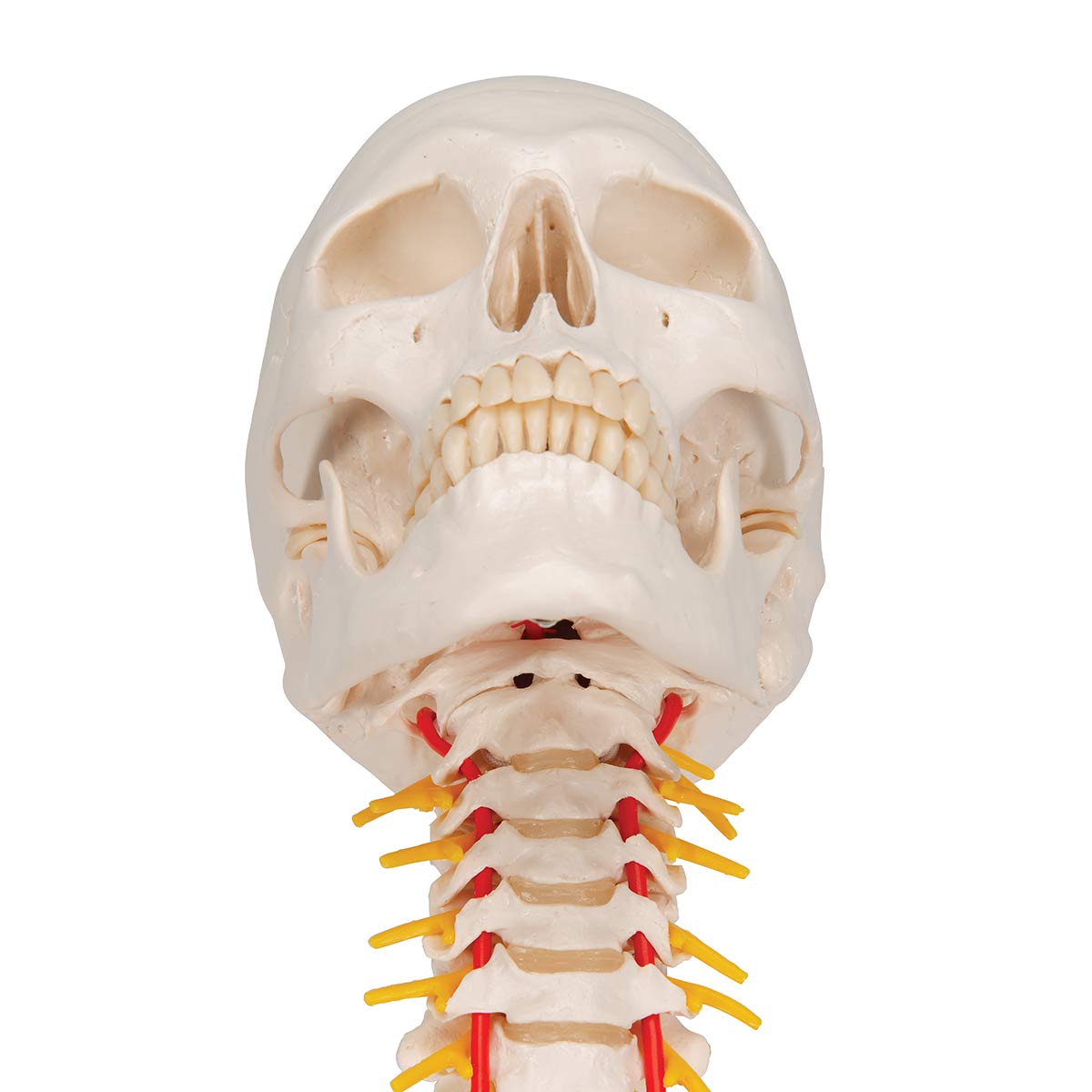 3B Scientific naukowa anatomia człowieka - model ludzkiej czaszki na odcinku szyjnym z połączeniami magnetycznymi, 4 części darmowe oprogramowanie do anatomii - 3B Smart Anatomy