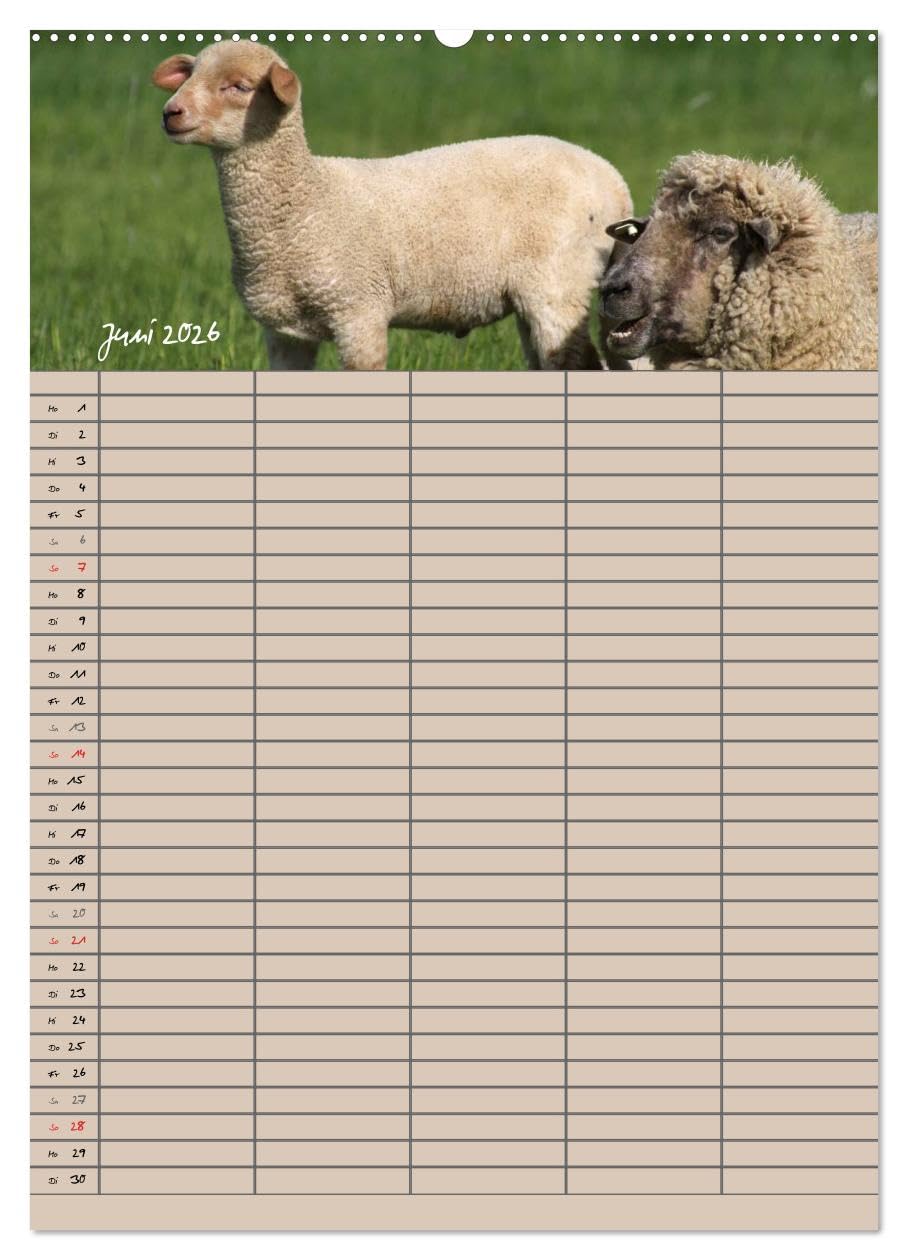 Der belämmerte Familienplaner (hochwertiger Premium Wandkalender 2026 DIN A2 hoch), Kunstdruck in Hochglanz