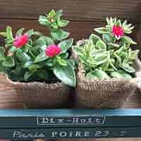 ベビーサンローズ様 90苗セット 楽天市場】花苗 ベビーサン ベビーサンローズ様 90苗セット 楽天市場】花苗 ベビーサン