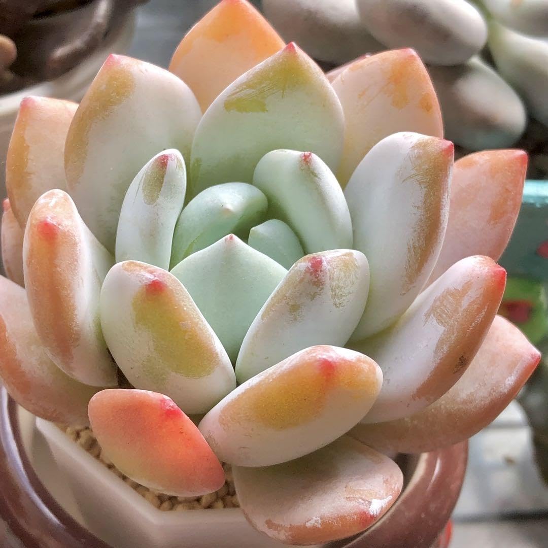 Amazon.co.jp: ジェリー系 冷香モンロー 大株 多肉植物 韓国苗 ラスト3