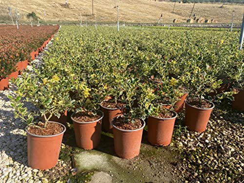 Ilex Aquifolium “Argentea Marginata” (Agrifoglio variegato) [Vaso Ø19cm]