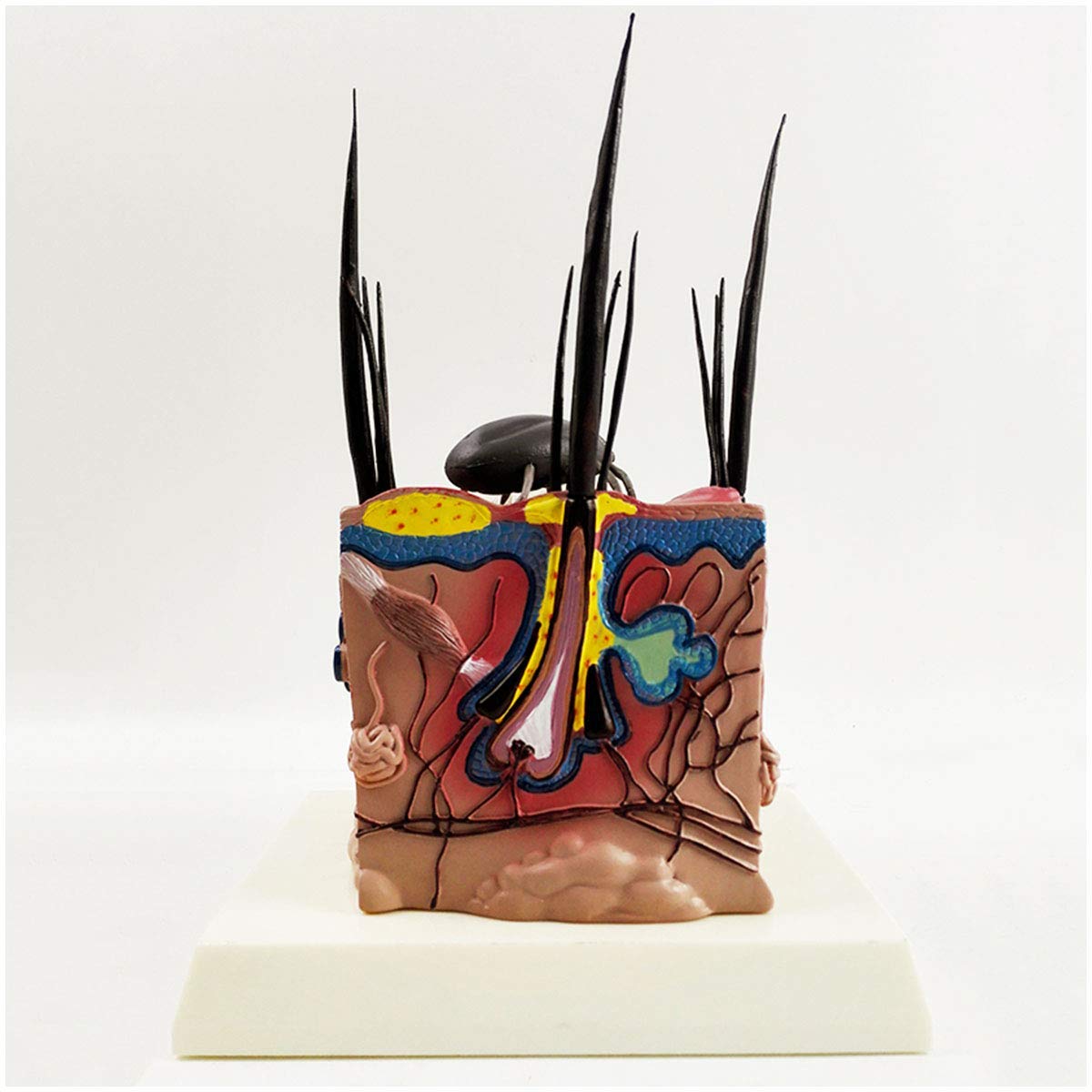 Sjdopulse Pathological Dog Skin Model Dog Pathological Skin Model - Anatomical Canine Skin Model - Pvc Material Medical Educational Teaching Model, Lab Equipment
