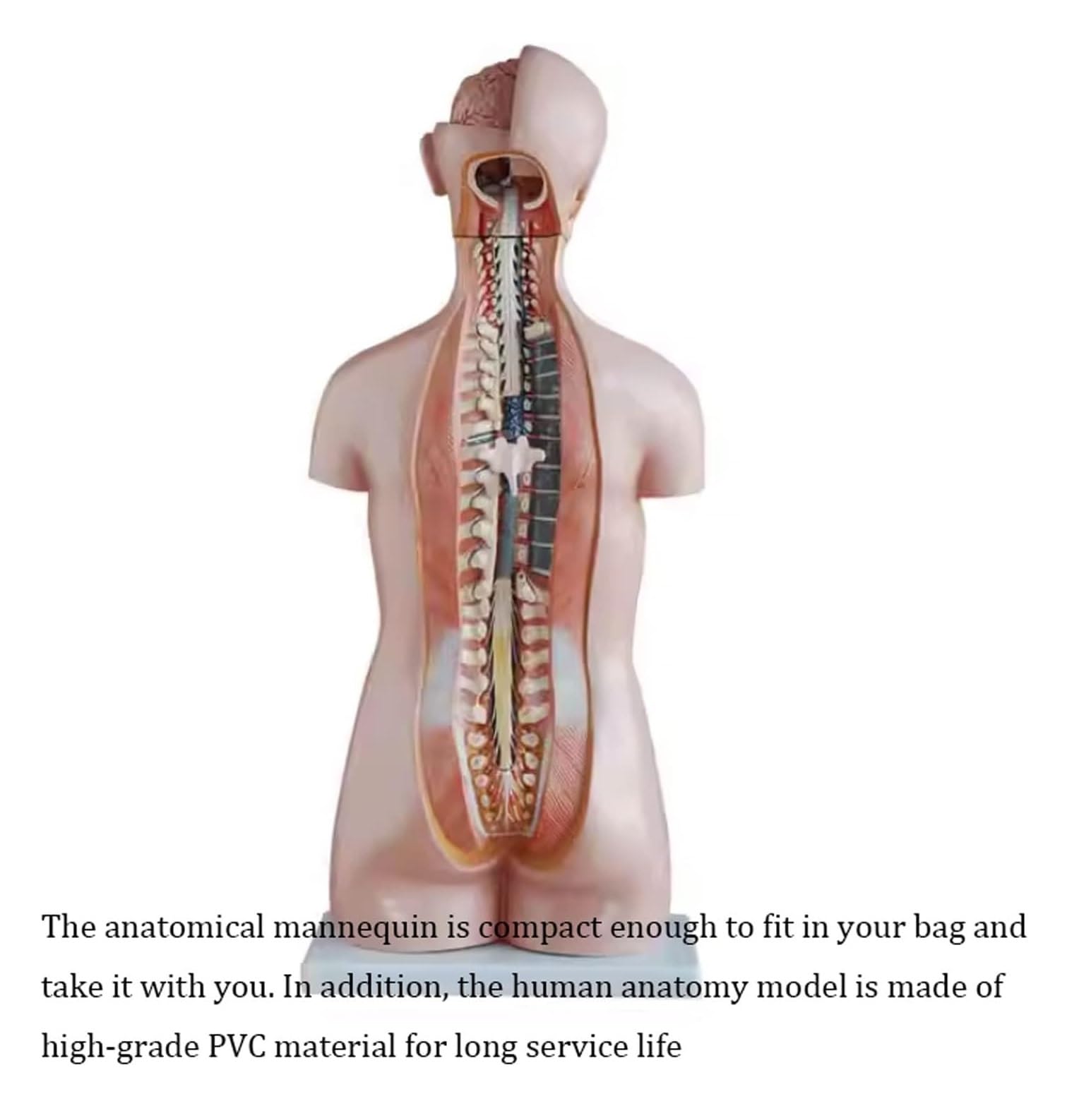 Scientifica Modello Esposizione Modello Di Anatomia Del Torso Umano 20 Parti Con Testa, Cuore E Base Espositiva Per Organi Rimovibili Per Educativo Per Uso Educativo