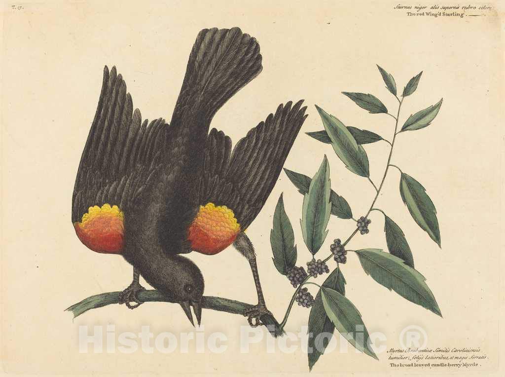 Art Print : Mark Catesby, The Red Winged Starling (Oriolus phoeniceus), 1754, Historic Wall Décor : 32in x 24in