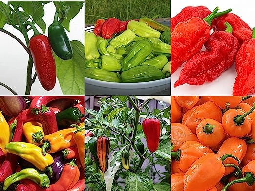 6 Type Combo Organic Pepper Seeds - 50+ Seeds of Each Type - Over 300 Seeds,Organic Heirloom Varieties. (B08W26RPQM) Amazon Price History, Amazon Price Tracker