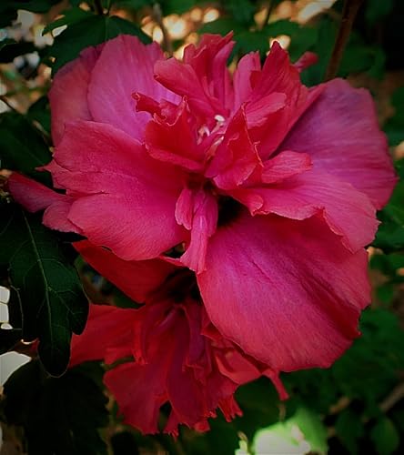 Miniatura 3 de 5 arbustos de hibisco rojo Lucy Rose of Sharon (Althea) - Plantas vivas de 10 a 18 pulgadas de alto - Plántulas de arbustosárboles en flor -