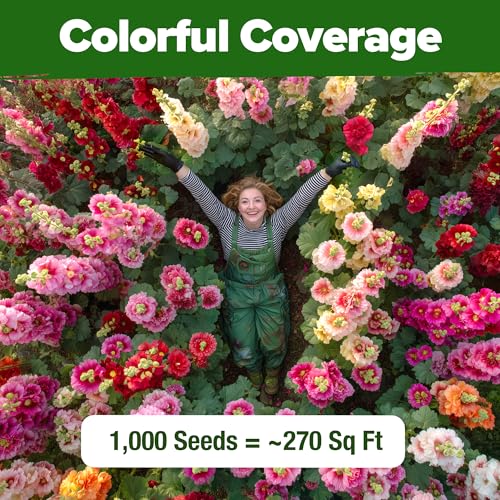 Image of HOME GROWN Hollyhock Summer Carnival Mix Flower Seeds - Alcea Rosea, Premium Annual Flower Seeds, 1000 Seeds for Planting Flowers, High-Germination Flower Seed Bulk Pack
