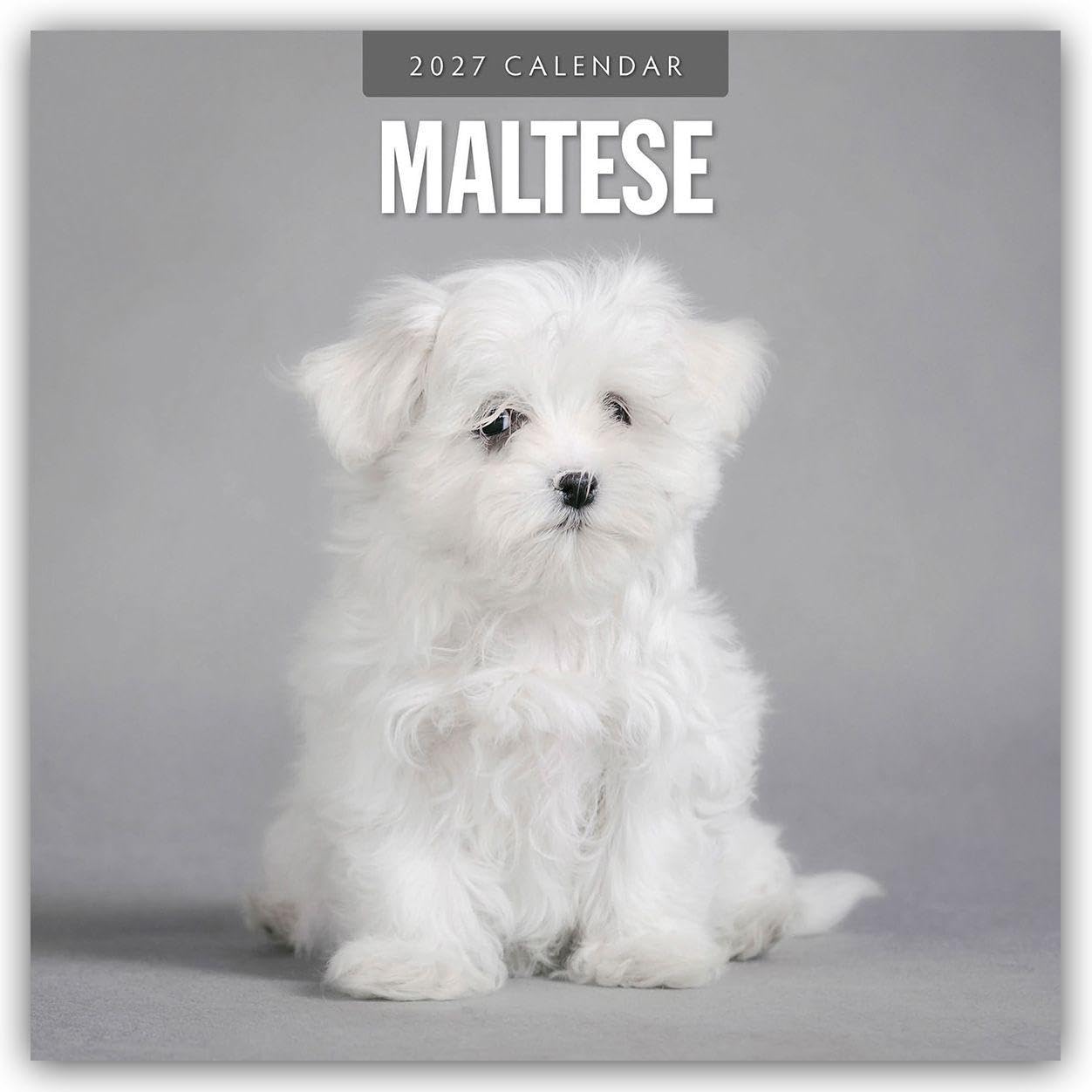 Maltese 2027 Square Wall Calendar: Original Red Robin Publishing Ltd-Kalender [Mehrsprachig] [Kalender]
