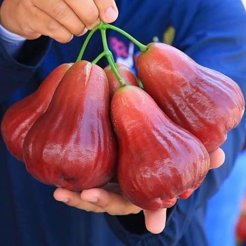 Miniatura 4 de Planta de manzano de rosa roja, árbol frutal de manzana de cera dulce, 2 a 3 pies de alto, planta de árbol de jambú de cera viva para jardín