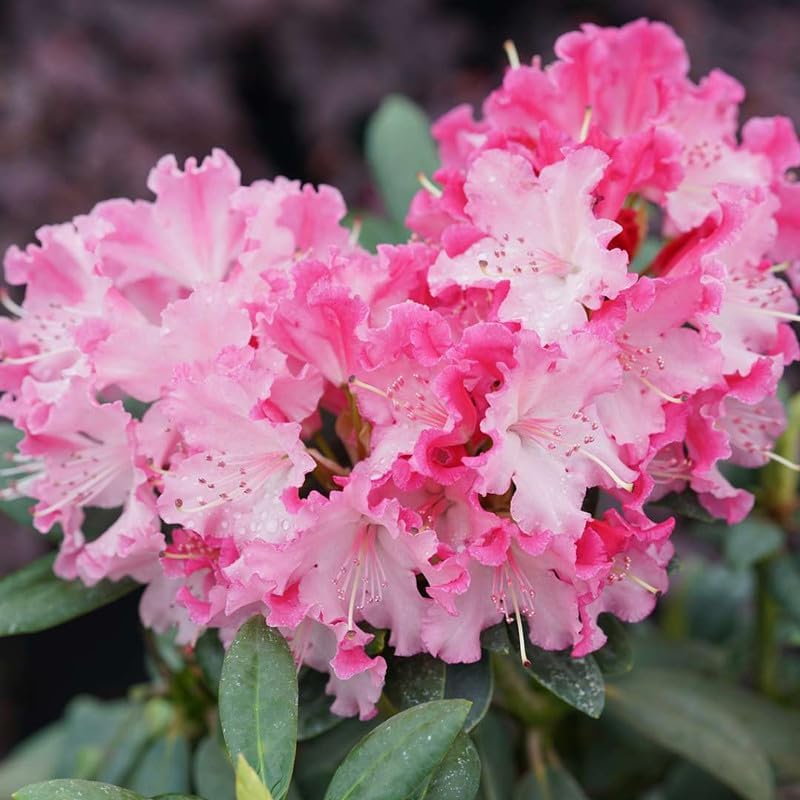 Planta de azalea rosa viva, rododendro de 7 meses de edad, como rododendro de azalea, flores de árbol de rododendro, plantas vivas en maceta, pueden