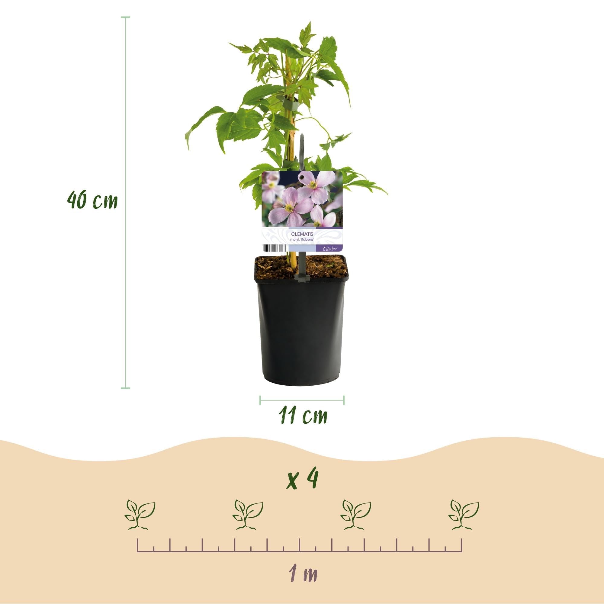 Kletterpflanze Clematis montana Rubens Frühblühend Pflanze 2 Pflanzen 11 cm