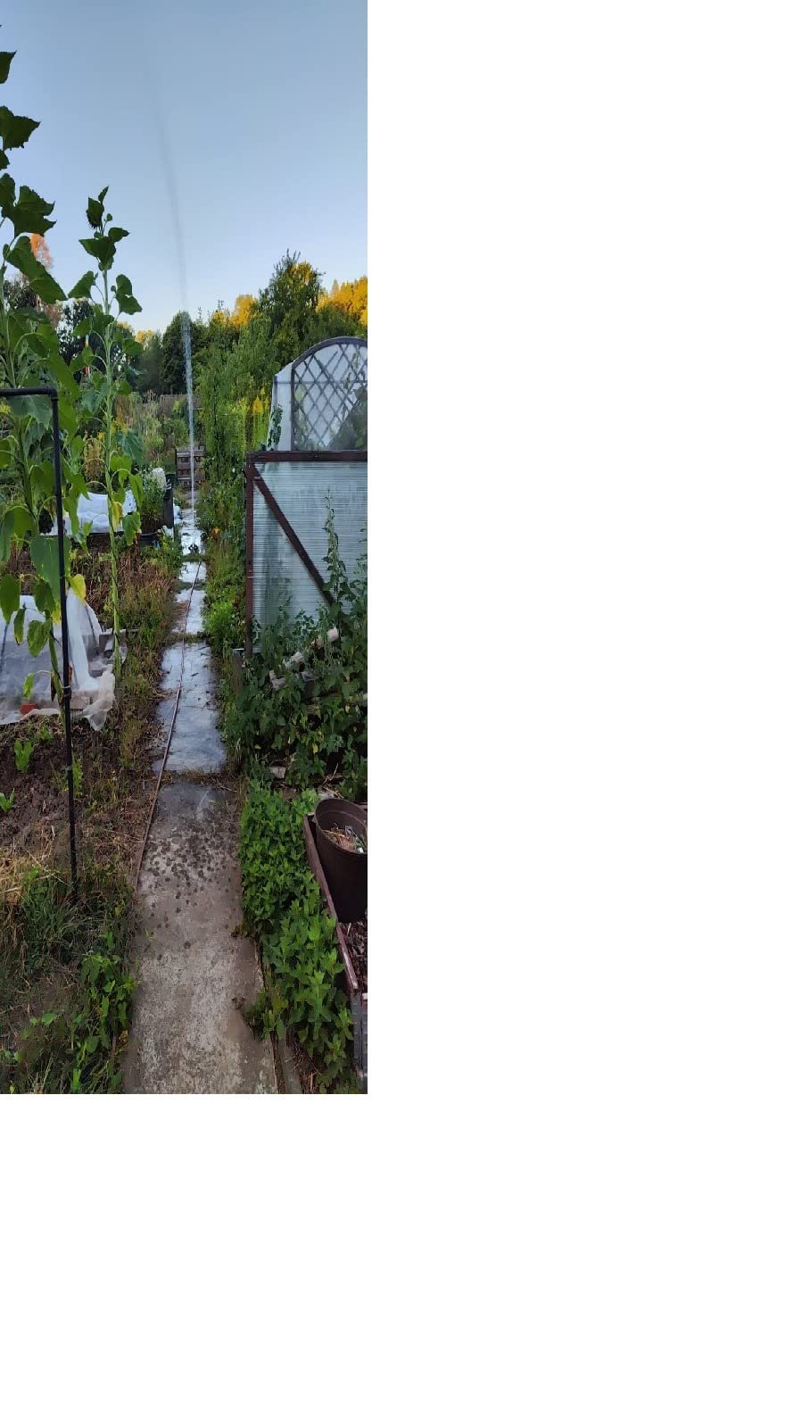 XXL Sonnenblume King Kong Samen, Saatgut Amazon.de Garten