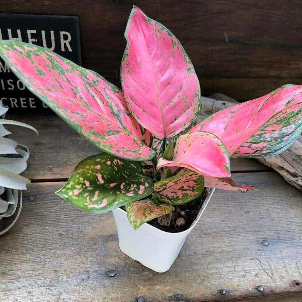 超希少❗️アグラオネマパールオブタイランド新葉展開中✨️ 超希少 超希少❗️アグラオネマパールオブタイランド新葉展開中✨️ 超希少