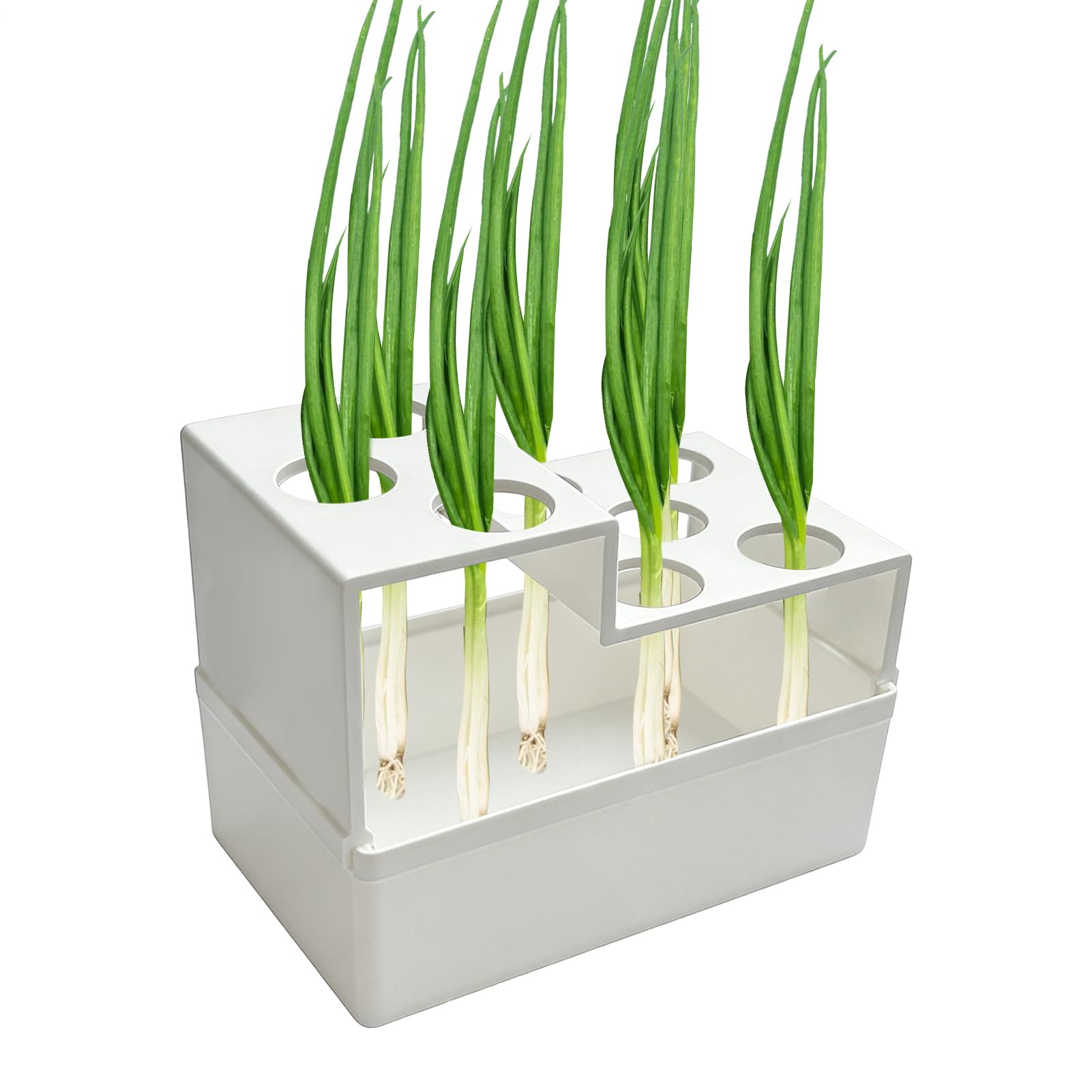 Conteneur germination pour oignons de printemps pour plantation jardinage repousse