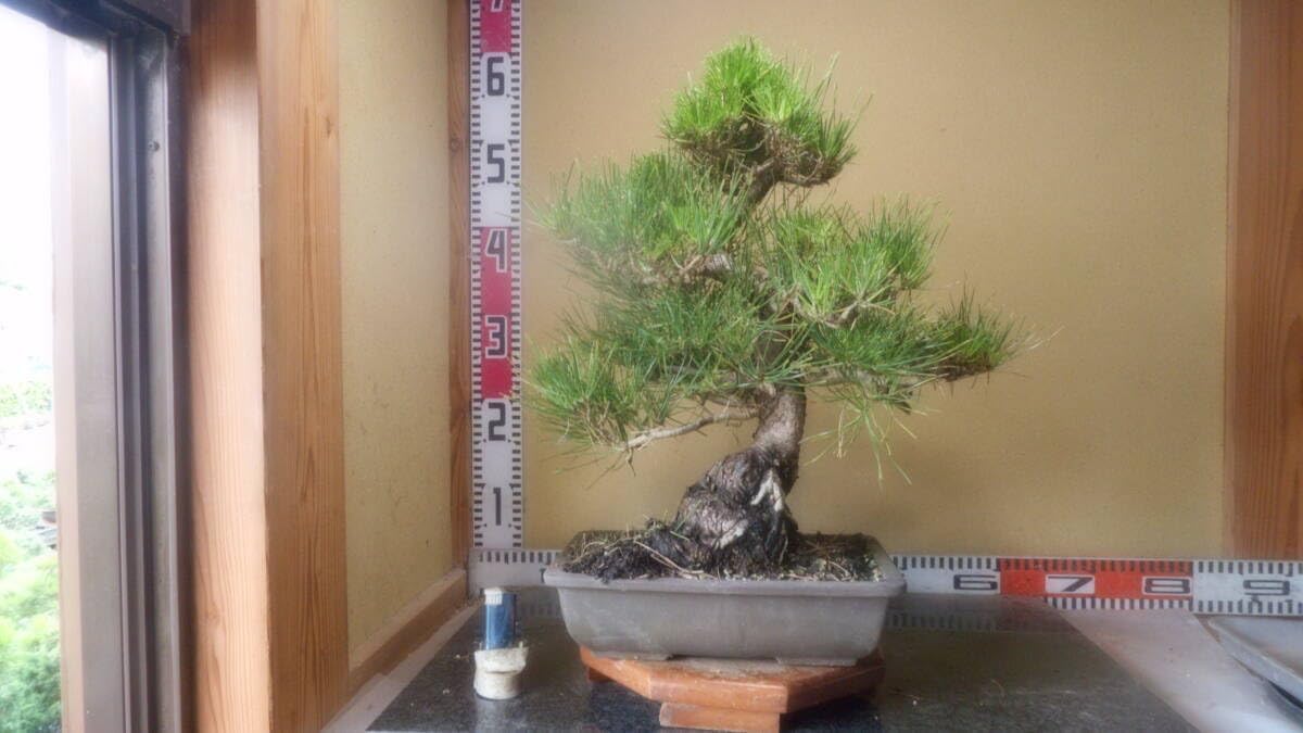 黒松 中品盆栽 黒松盆栽 模様木 松 盆栽 推定樹齢50年