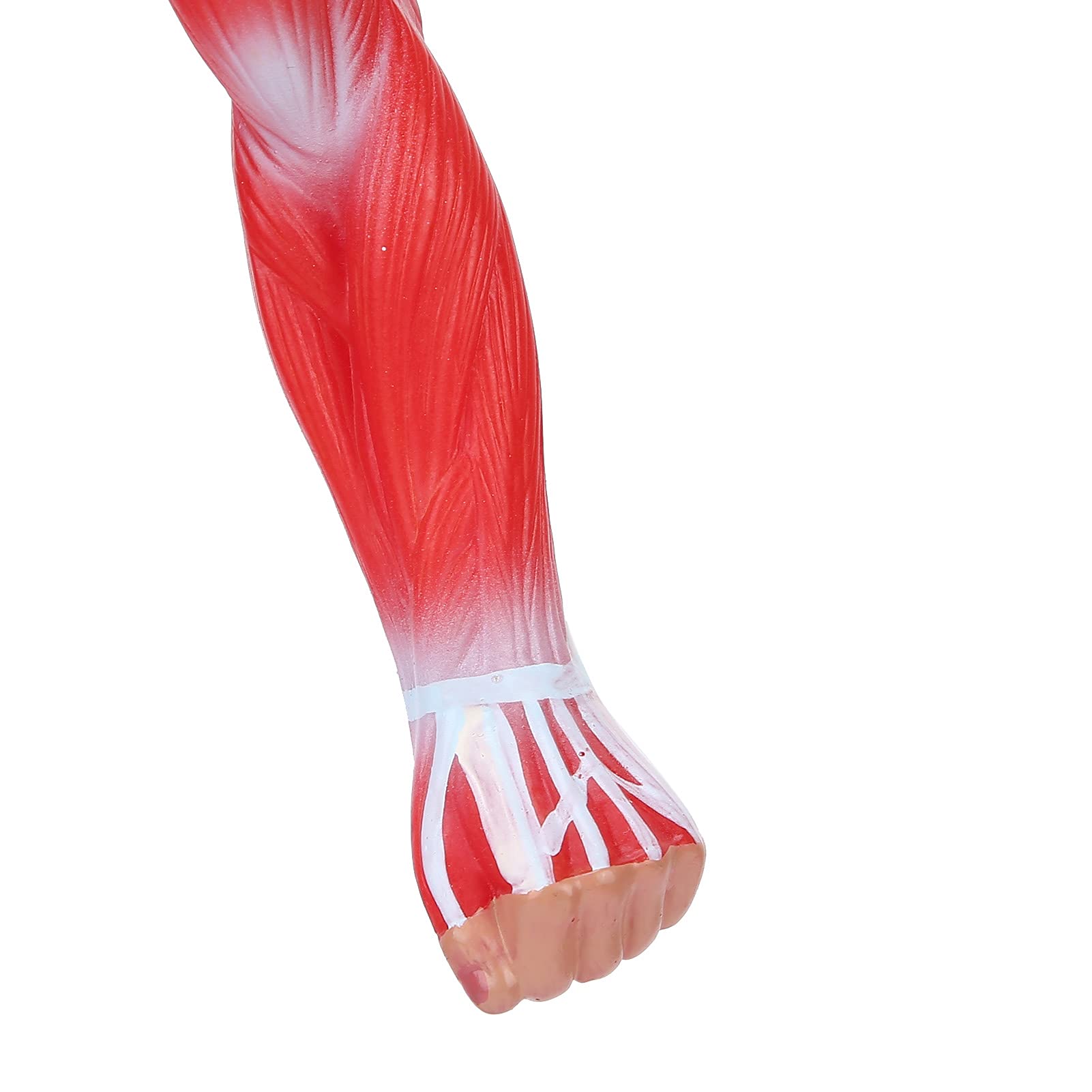 Modello di anatomia muscolare umana, figura del sisteme muscolare, 50 cm, con consistenza muscolare di base e limpida, per l'insegnamento di fisiologia medica
