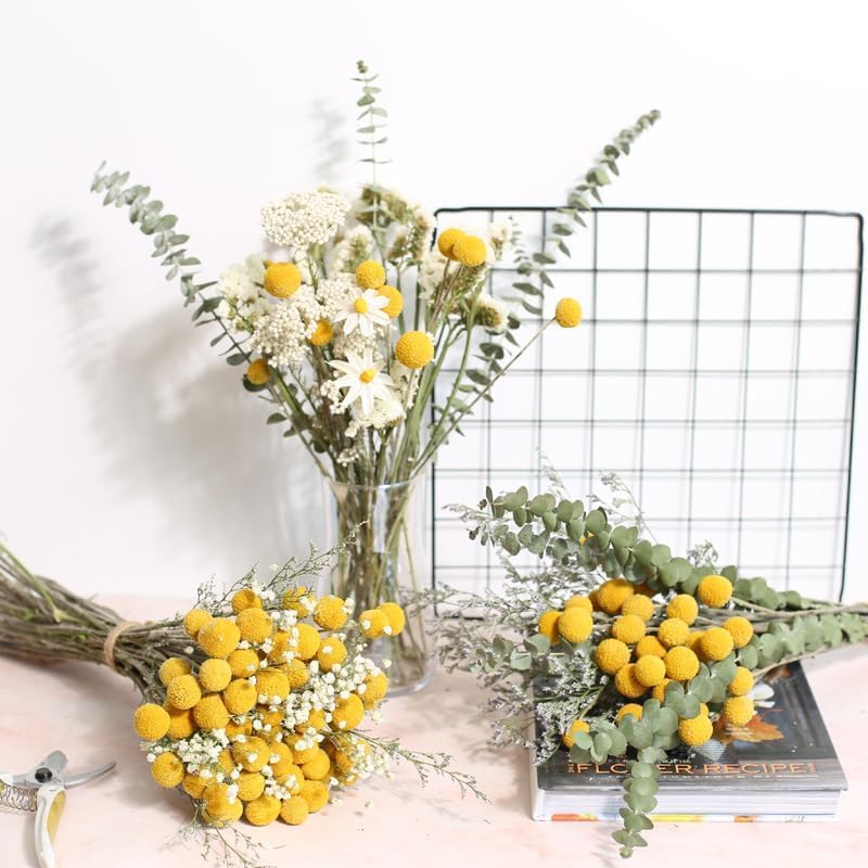 Flores Secas Craspedia Amarillas 50 Pcs 17 Pulgadas miniatura 5