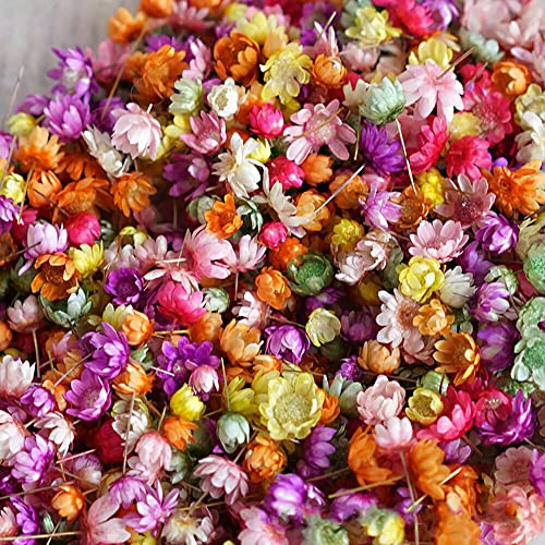 710 pcs Flores secas para manualidades DIY