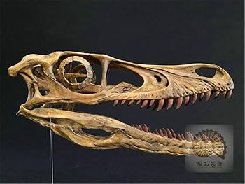 ヴェロキラプトル 骨格モデル No.001 Amazon | 恐竜骨格フィギュア ヴェロキラプトル Velociraptor