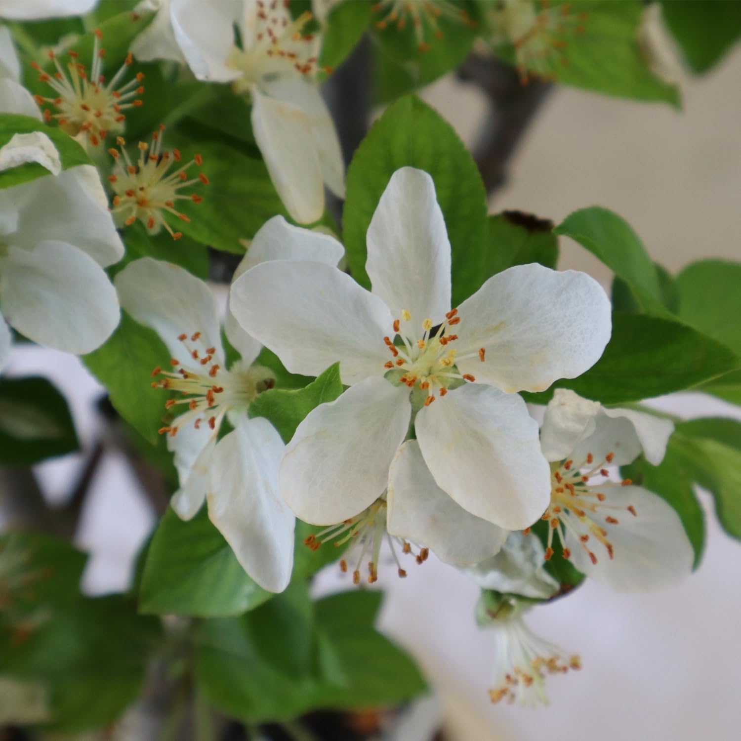 KENTIS - Bonsai di Melo - Malus Sp. - Pianta Vera da Frutto da Esterno - Piante da Giardino Balcone Terrazzo - H 40/45 cm Vaso in Ceramica 26 cm
