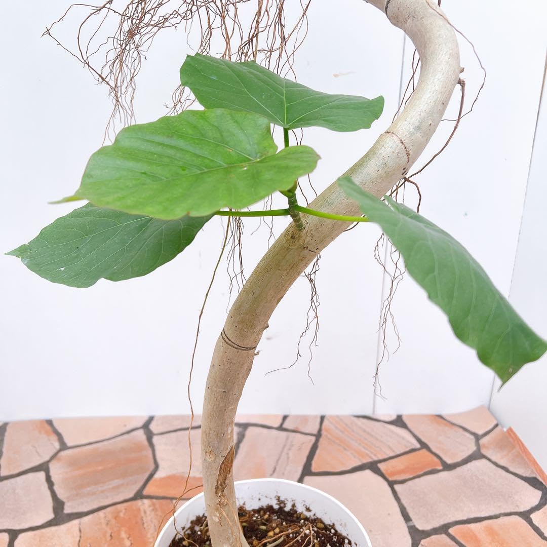 現品　フィカス　ゴムの木　ウンベラータ　21番　曲がり　インテリアグリーン　室内 現品 フィカス ゴムの木 ウンベラータ 21番 曲がり インテリア